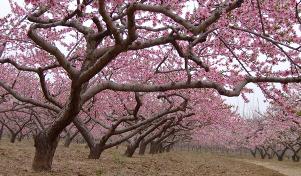 桃花圖片