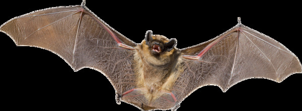 展开翅膀的蝙蝠图片免抠png透明图层素材