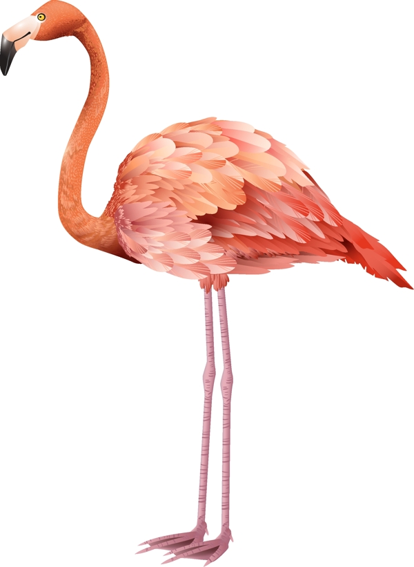 火烈鳥