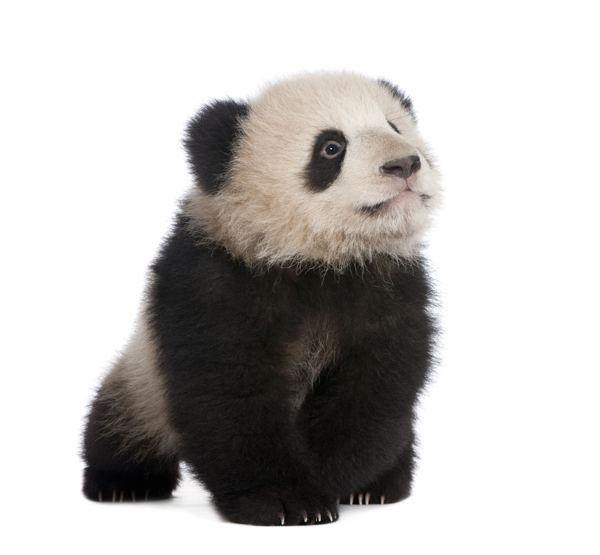 可爱熊猫宝宝图片