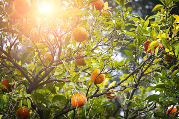 阳光下的桔子树