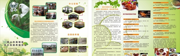 鴿子折頁白鴿宣傳單養(yǎng)殖介紹