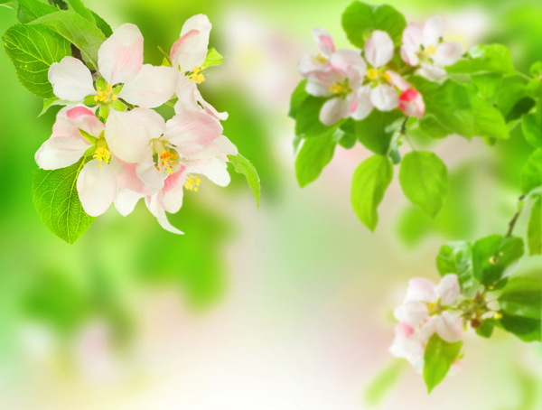 鲜花图片