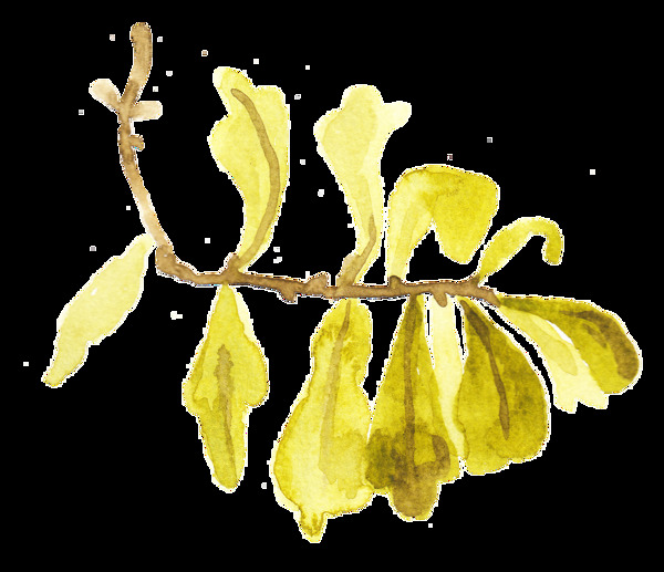 枯黄树叶透明装饰素材