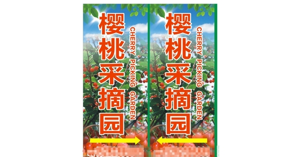 櫻桃采摘園