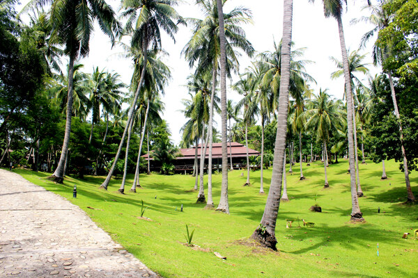 高清热带普吉岛海岛椰树背景墙