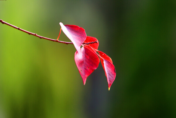 紅葉