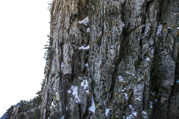 超大的千年老树干