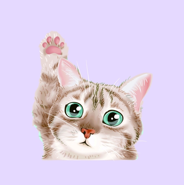 貓