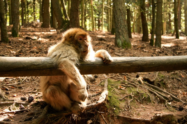 树林野生猴子图片