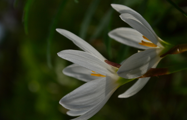 白色石蒜花