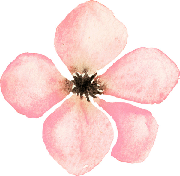 1朵粉红色花朵高清图