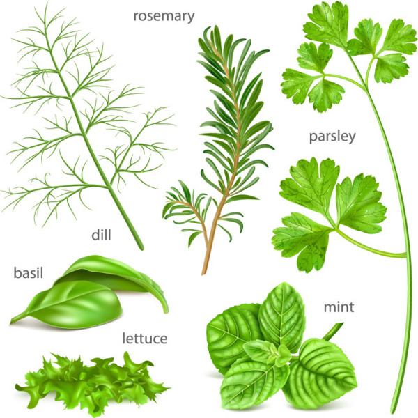 各種草本植物矢量素材