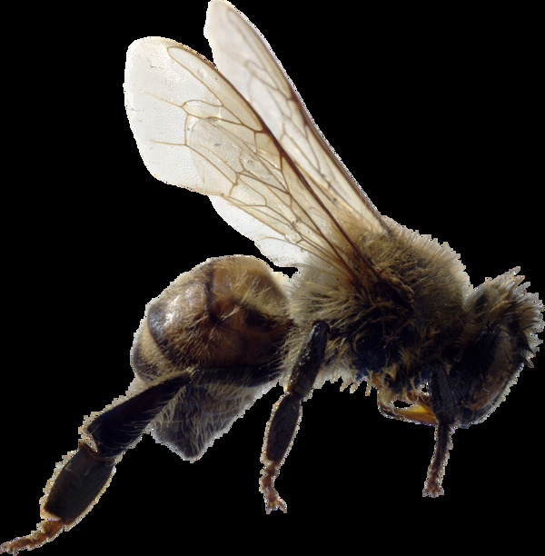 自然昆虫小蜜蜂