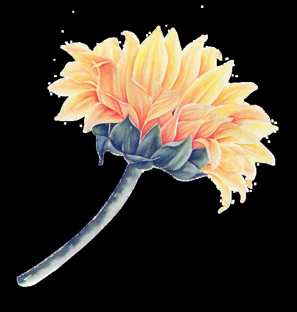 绘画花卉卡通透明素材