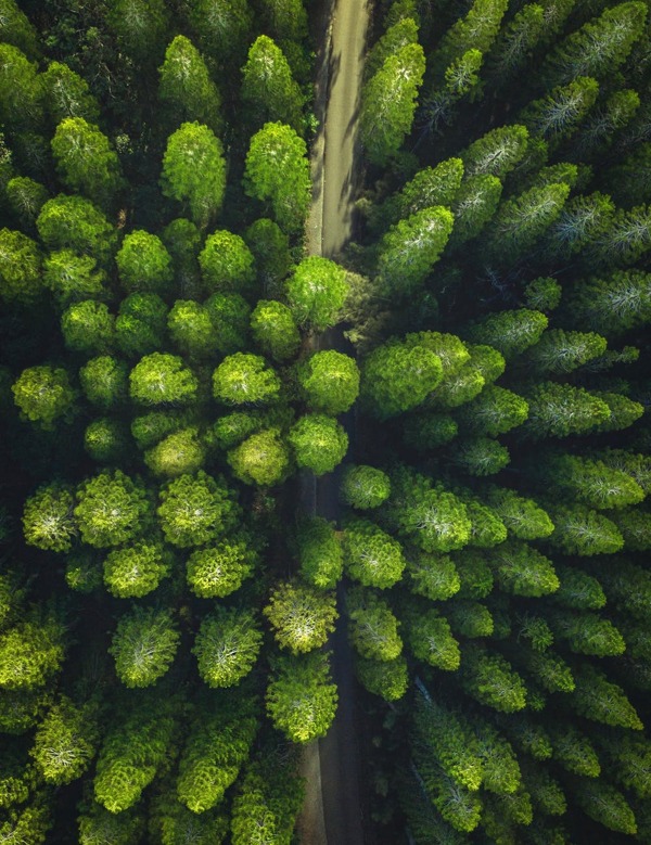 绿色森林