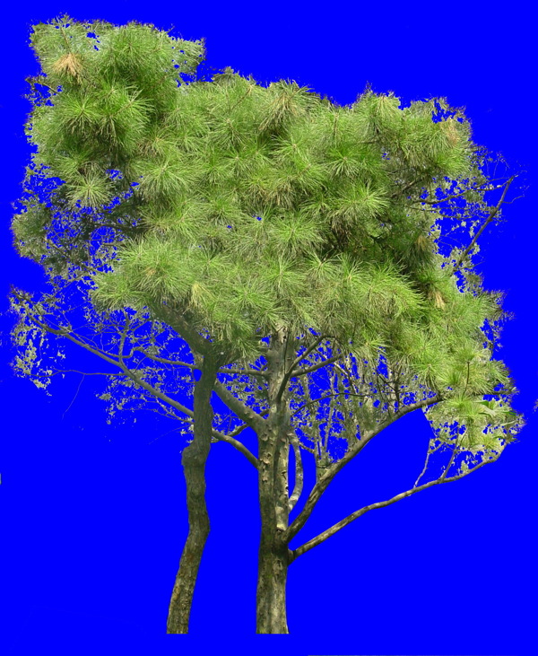 植物貼圖素材JPG1410