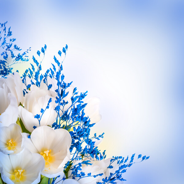 白色郁金香花朵图片