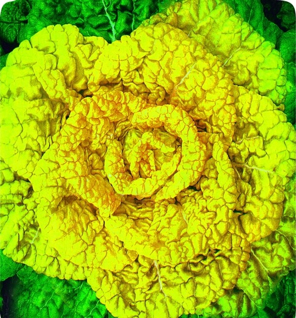 黃心菜圖片