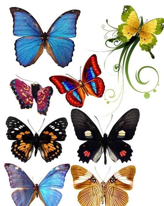 蝴蝶PSD素材图片