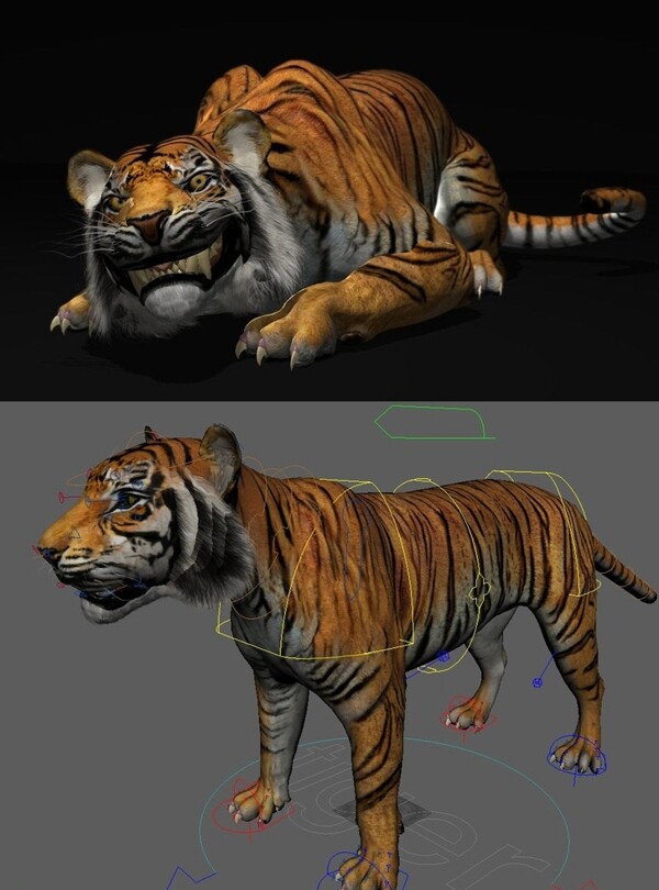 精致老虎maya3d模型有绑定