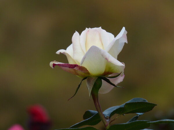 鲜艳白色玫瑰花图片