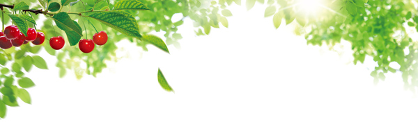 清新綠色植物banner背景素材
