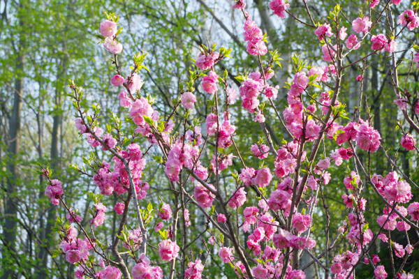 梅花