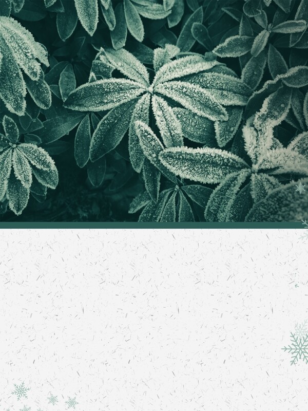 绿叶上的霜传统霜降节气背景素材
