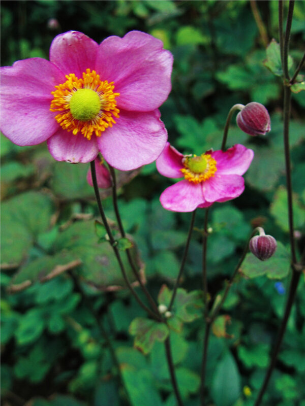 位圖植物攝影寫(xiě)實(shí)花卉花朵野花免費(fèi)素材