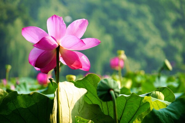 唯美陽(yáng)光下荷花圖片