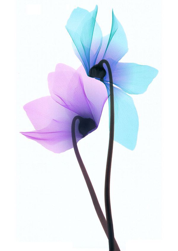 光影花卉裝飾畫