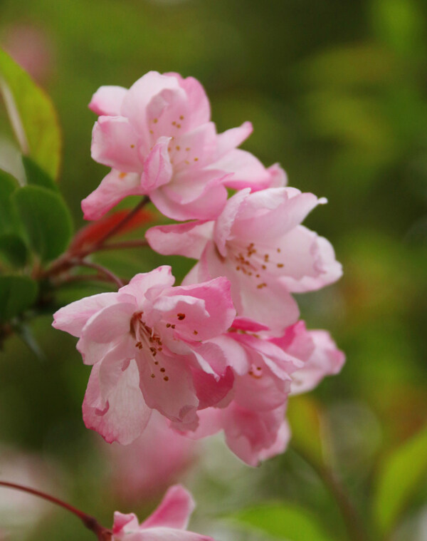 高清粉色海棠花大图图片