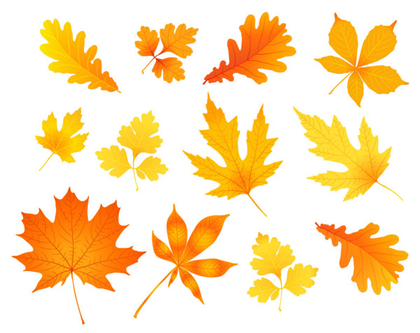 秋天的树叶矢量图素材