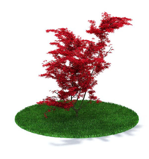 火红枫树3d模型