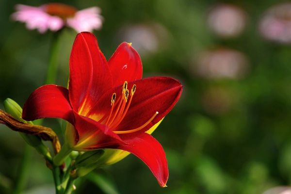 紅色萱草花