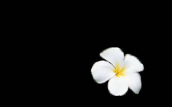 小黃花