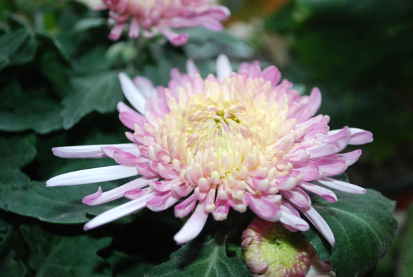 菊花圖片