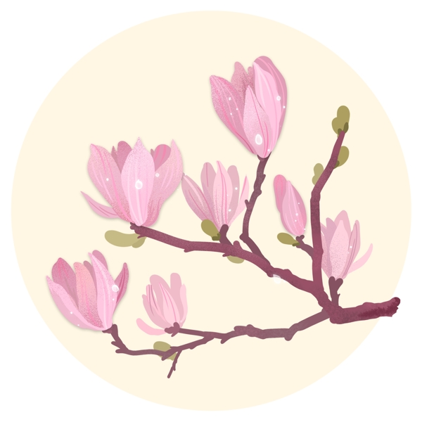 白紫玉兰春天植物开花朵萌芽枝干惊蛰露水珠