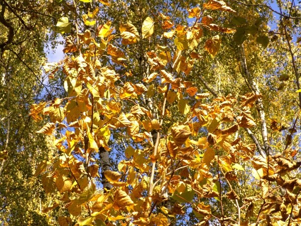 秋天树木黄叶