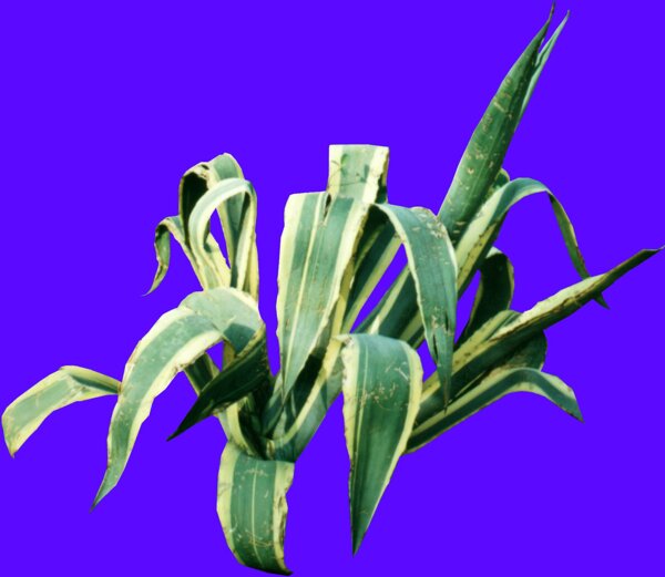 植物貼圖素材JPG1157