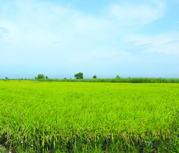 高清风景素材绿油油的稻田