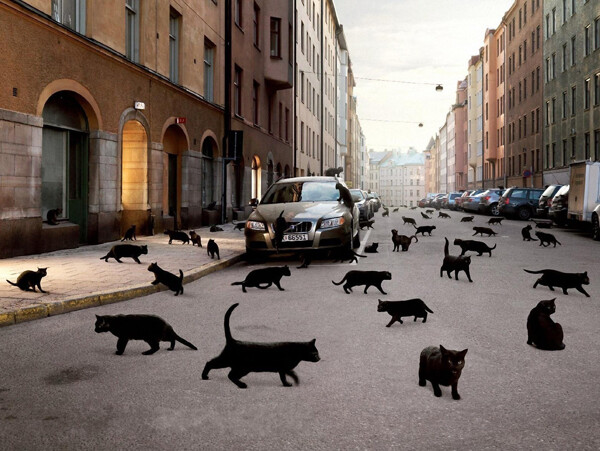满街的黑猫图片