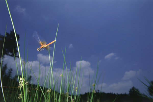 野外飞翔的红蜻蜓图片