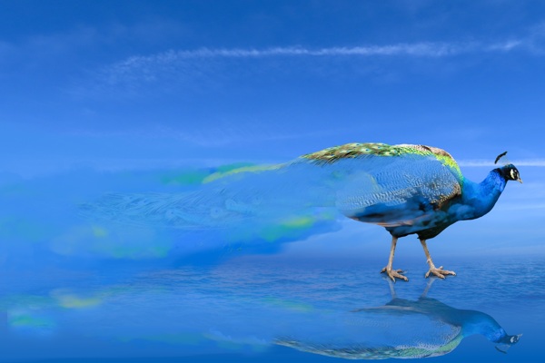 水动物世界孔雀鸟幻想烟4k图