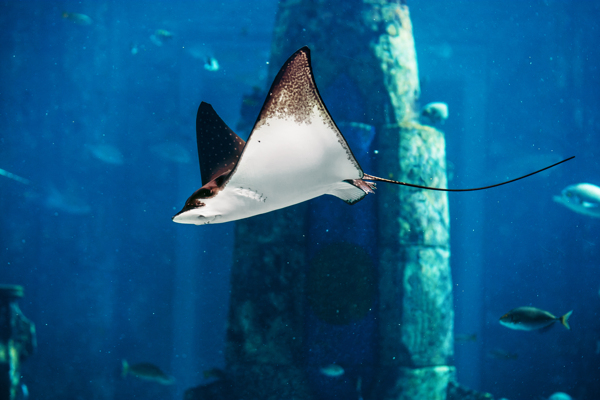 海洋生物圖片