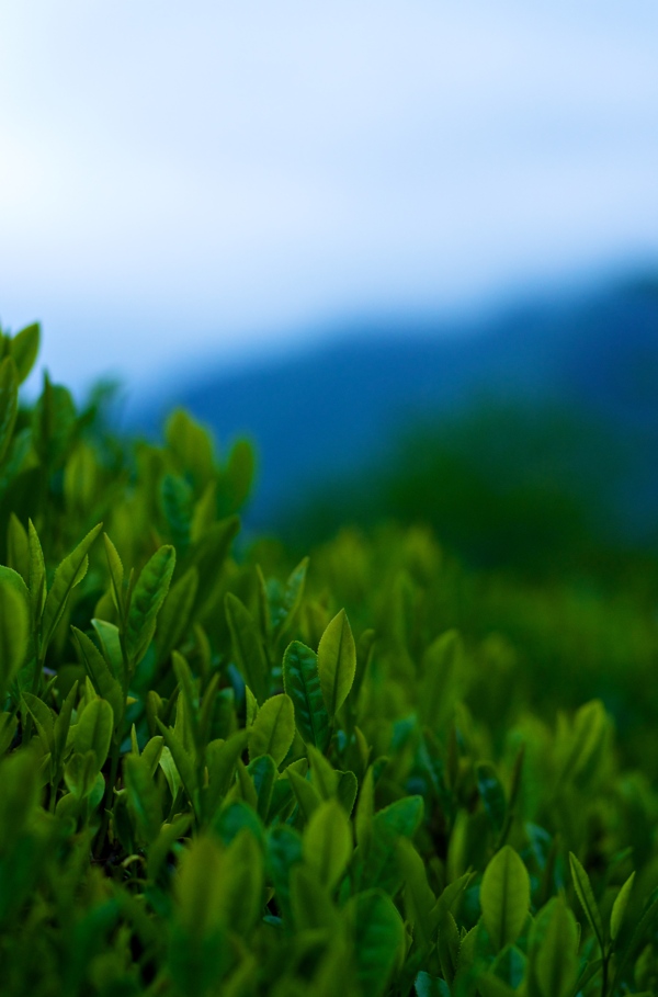 天姥山上那一抹绿茶图片