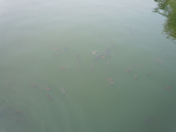 水中魚(yú)圖片