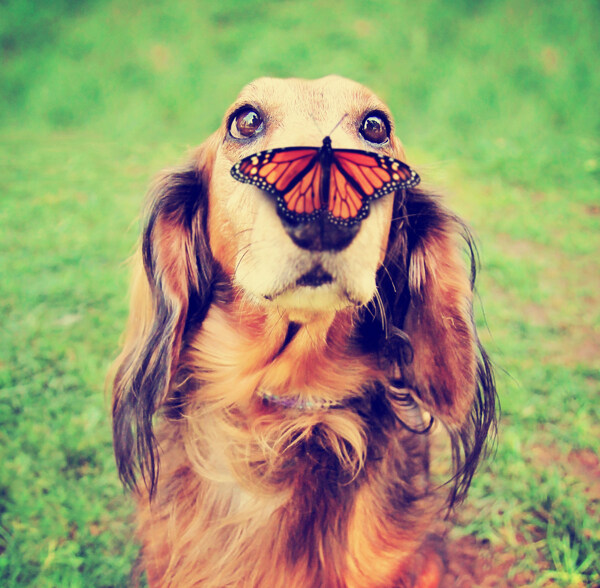 蝴蝶和宠物狗图片
