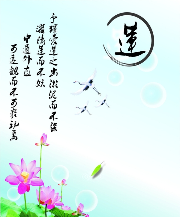 蓮花圖片